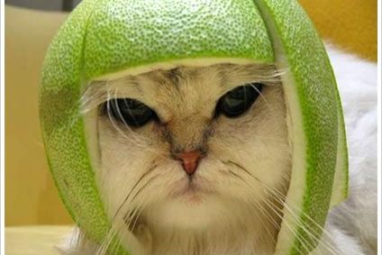 Домашние животные