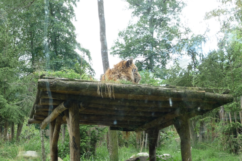Amneville Zoo-8