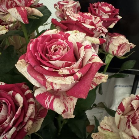 Rose 1