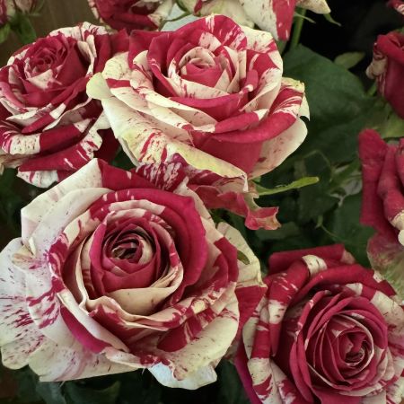 Rose 3
