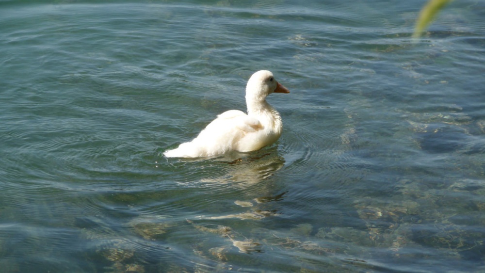 Гадкий утенок