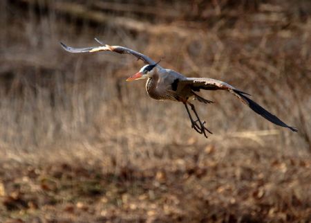 Great Blue Heron Hunting
